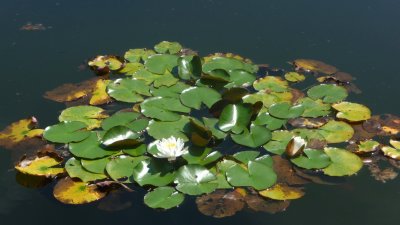 Close-up of water lilies.