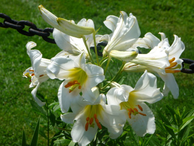 Beautiful white daylilies that were blooming in the walled in garden.