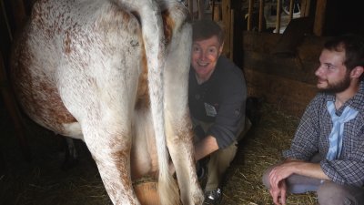 I accepted a challenge from this farm hand in the barn, and milked the cow!
