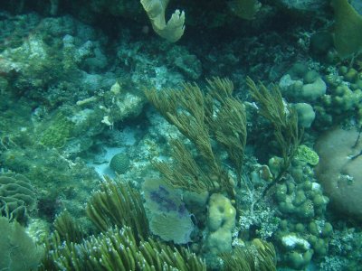 Ambergris Caye 50