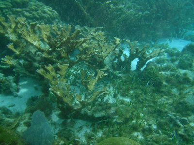 Ambergris Caye 55