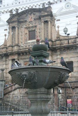 Fountain with pigeons in front of the San Francisco Church.