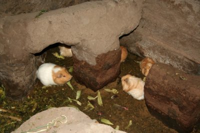My guide said that guinea pigs were used to predict earthquakes since they sense them and squeak before they occur.