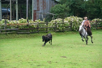 Another cowboy demonstrated how to lassoo a bull.