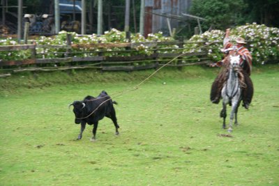 After lassooing the bull, he pulled back on the rope to tighten it around the bull's neck.