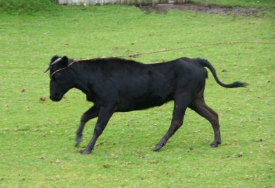 Close-up of the bull.