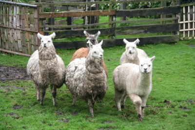 Alpacas and llamas running into the corral.