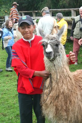 Close-up of the boy and the llama.