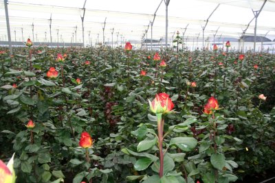 The roses were almost in bloom in time for Valentines Day when over 600,000 roses are shipped out.