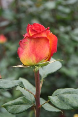 Close-up of one of the varieties of roses.