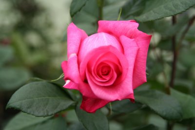 Another gorgeous rose that was blooming at the rose farm.