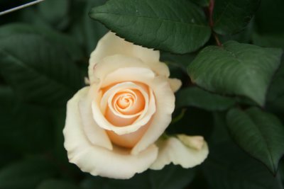 A cream colored rose at Tambo Roses.