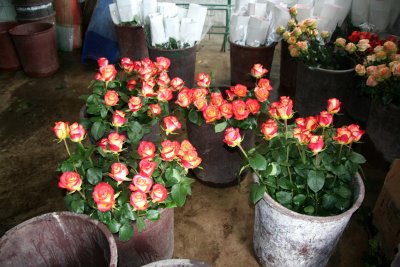 Bunches of roses that were being prepared before shipping.