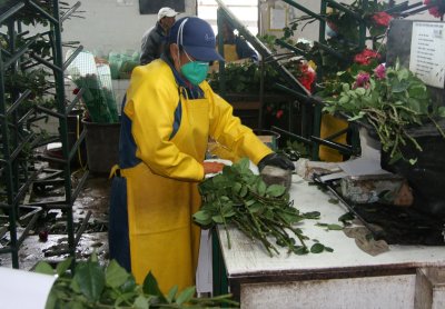 This worker at Tambo Roses was cutting and pruning the roses.