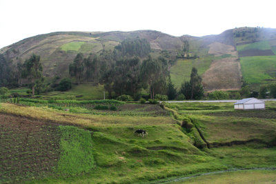 We passed through hilly farmland with cows grazing.