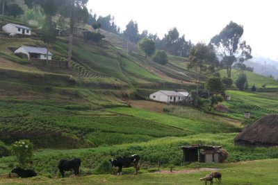Cows and sheep grazing with farmhouses in the background.