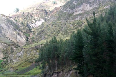 Pine trees along a rocky mountainscape.