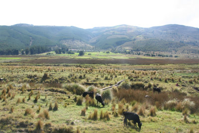 Cattle grazing with mountains in the background.