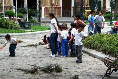 Children in the park were delighted by all of the iguanas.