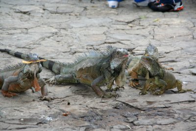 The iguanas never left and are a popular tourist attraction in Guayaquil.