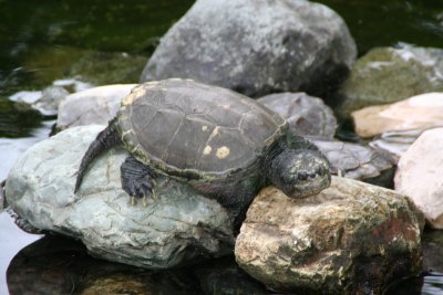 The park also has a pond filled with fish and snapping turtles such as this one.