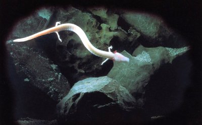 Proteus anguinus (human fish) lives in the waters of Postojna Cave. It is called that because of its human-like skin.