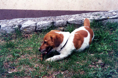 Here, the dog is chewing on the stick after catching it.