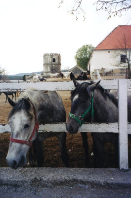 Some of the beautiful horses that are breed at Lipica.