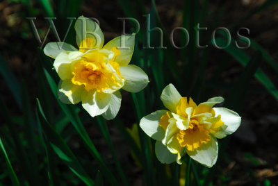 g1/73/704773/3/110823527.2RmI8Q6j.jpg
