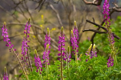 wild flowers