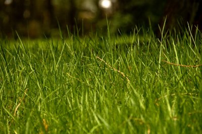 April 1 - - Wet Grass
