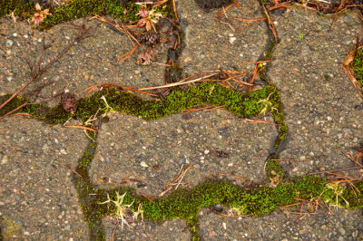 April 2 - - sidewalk with moss