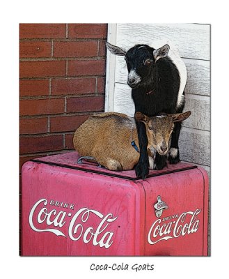 Coca-Cola Goats