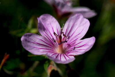 DSC_2745.JPG