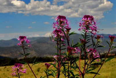 DSC_2947.JPG