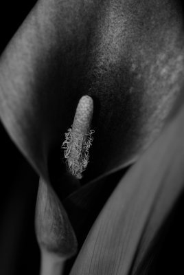 calla lilly bw.jpg