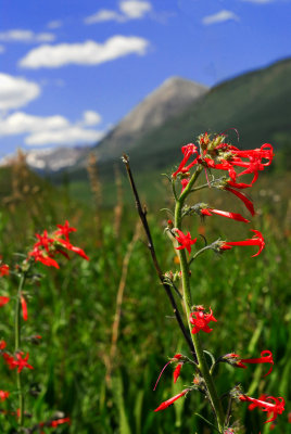 DSC_2736f.jpg