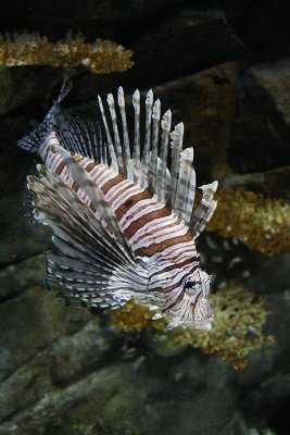 Lionfish