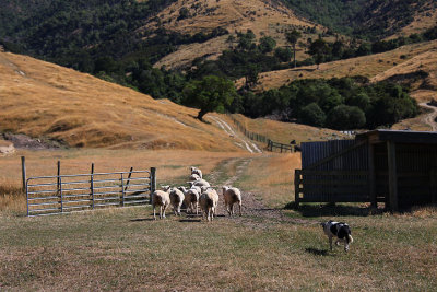 Herding sheep