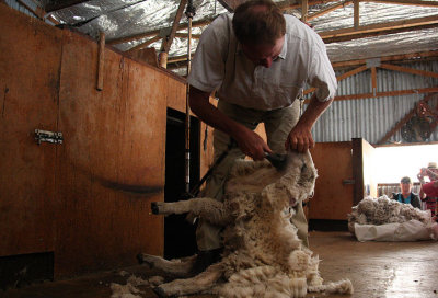 Shearing