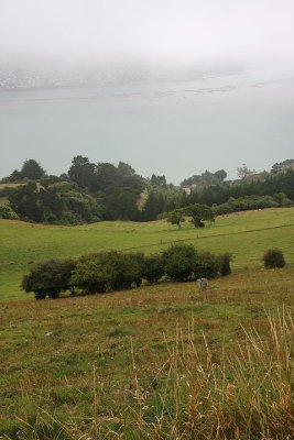 Looking down to Dunedin
