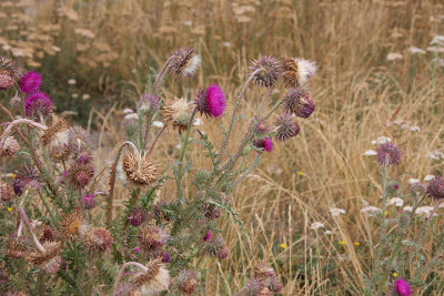 Thistles