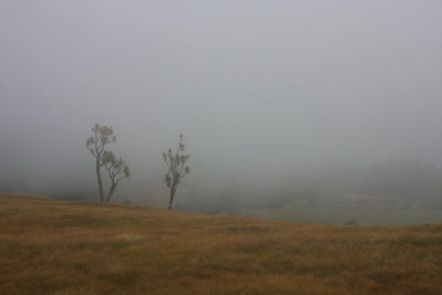 Ghost trees