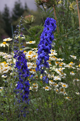 Delphiniums