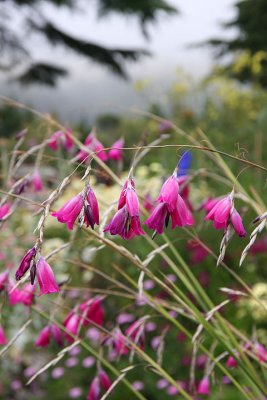 Pink bells