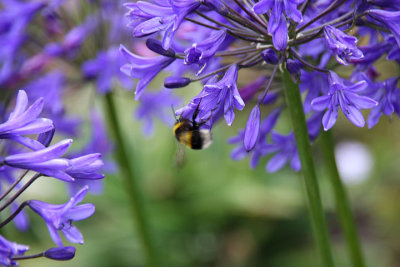 Bumblebee