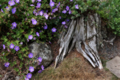 Tree stump