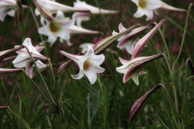 Liliums