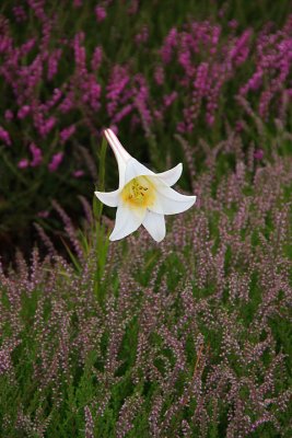 Lilium amongst the heath
