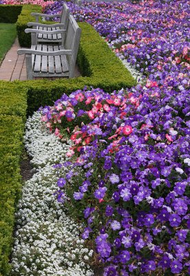 Petunias